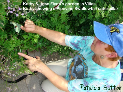 KathyFlynn w-Pipevine Swallowtail cat
